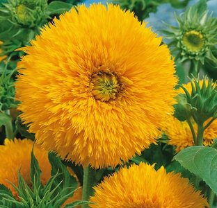 Zonnebloem -Sungold- 