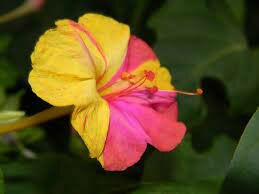 Nachtschone /Mirabilis Jalapa Broken Colors