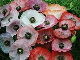 Papaver Mother of Pearl