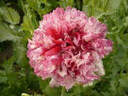 Papaver Slaapbol Antique Flemish