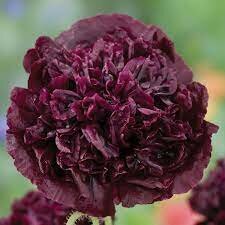 Papaver Black Paeony