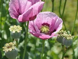 Papaver Slaapbol mix