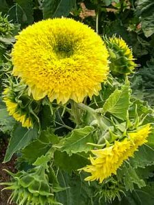 Trio Dubbele zonnebloemen