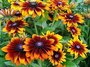 Rudbeckia, Zonnehoed Gloriosa Daisy_