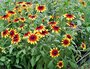 Rudbeckia, Zonnehoed Gloriosa Daisy_