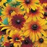 Rudbeckia, Zonnehoed Gloriosa Daisy_