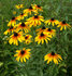 Rudbeckia, Zonnehoed Gloriosa Daisy_