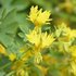 Tropaeolum Peregrinum - Kanariekers_