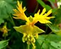 Tropaeolum Peregrinum - Kanariekers_