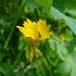 Tropaeolum Peregrinum - Kanariekers_