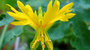 Tropaeolum Peregrinum - Kanariekers_