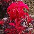 Amaranthus tricolor Early Splendor_