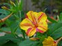 Nachtschone /Mirabilis Jalapa Broken Colors_