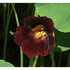 Oost Indische Kers - Black Velvet_