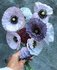 Papaver Mother of Pearl_