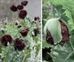 Papaver Black Paeony_