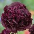 Papaver Black Paeony_