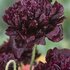 Papaver Black Paeony_