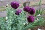 Papaver Black Paeony_