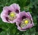 Papaver Slaapbol mix_